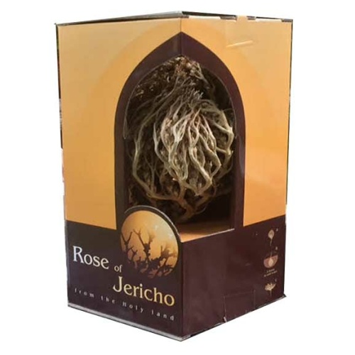 Rose of Jericho - Mary's Rose - Rose of Sharon - imported from the Holy Land