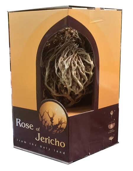 Rose of Jericho - Mary's Rose - Rose of Sharon - imported from the Holy Land